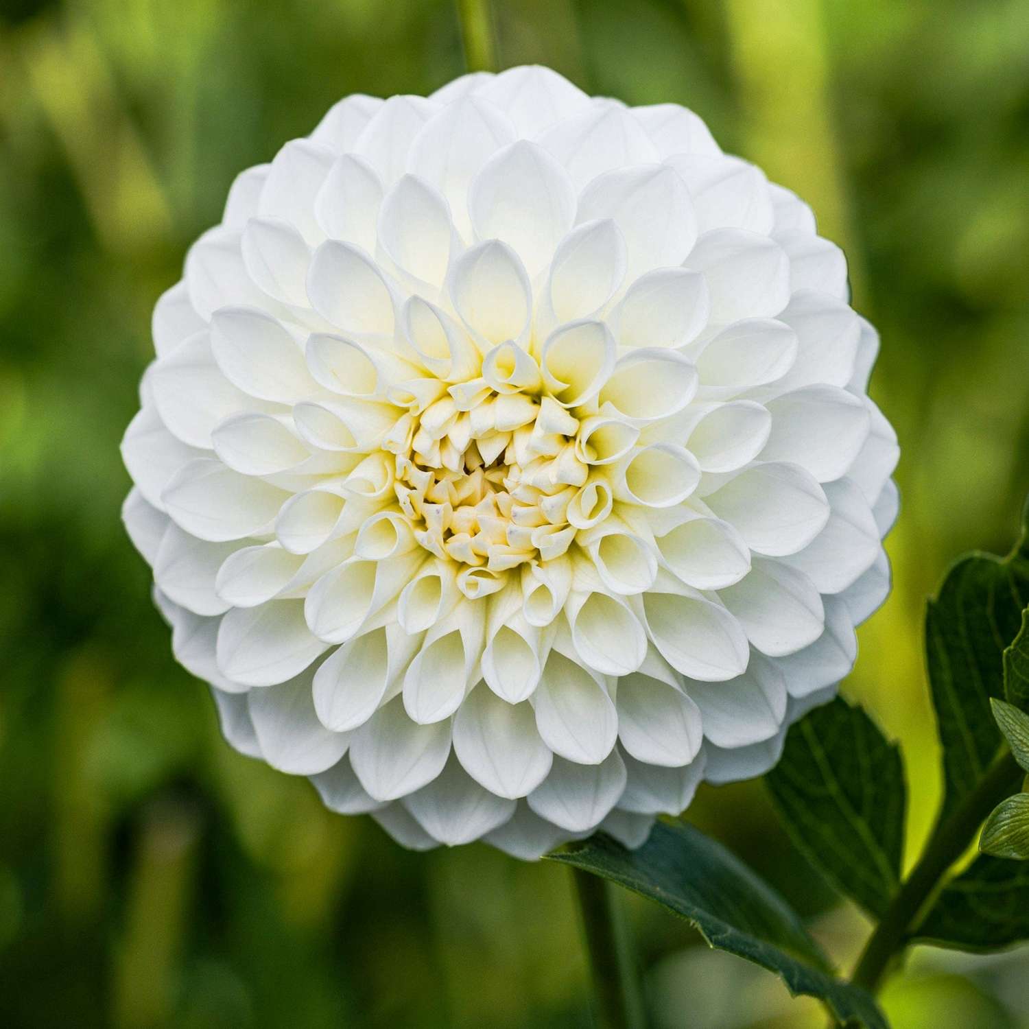 Dahlie 'Boom Boom White'